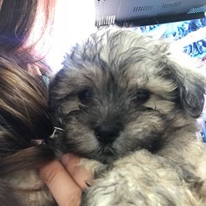 Meet your Posher, Chrissy